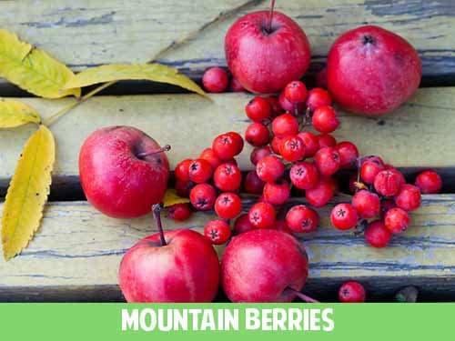 mountainberries